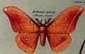 Silk moth