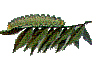 Silk worm